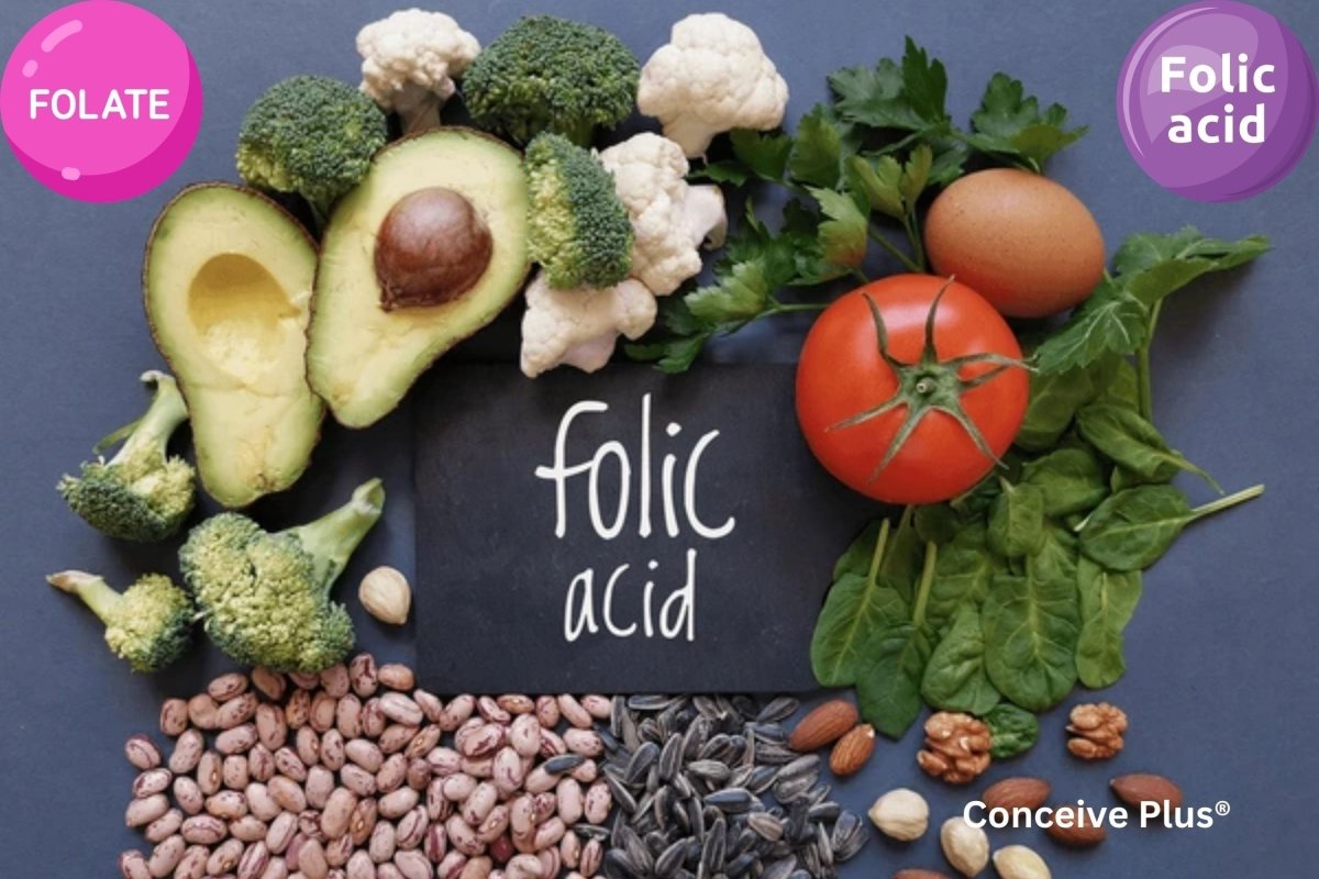 Folate vs Folic Acid Prenatal: Making the Right Choice - Conceive Plus®