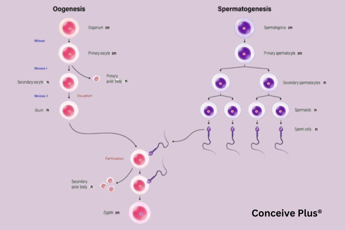 como funciona la l carnitina en el espermatozoide Nullure Suplemento Fertilidad Masculina | Recuento y Motilidad Espermtica | Sin Esterato de Magnesio y libre de aditivos | L-Carnitina + CoQ10 + L-arginina | Testado por terceros Efecto del tratamiento con vitaminas,