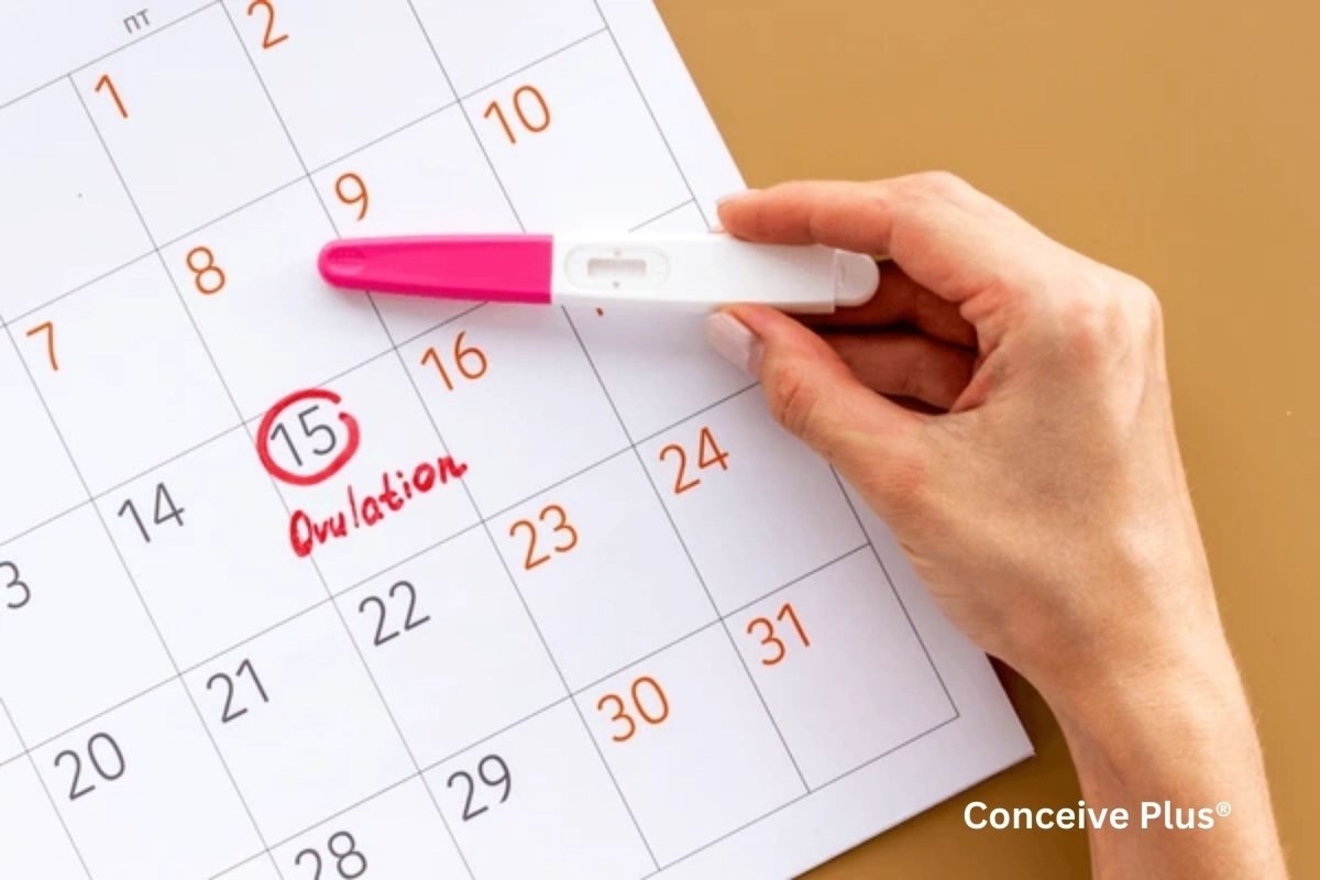 Why Am I Ovulating So Much: Understanding Perceived Frequent Ovulation - Conceive Plus®