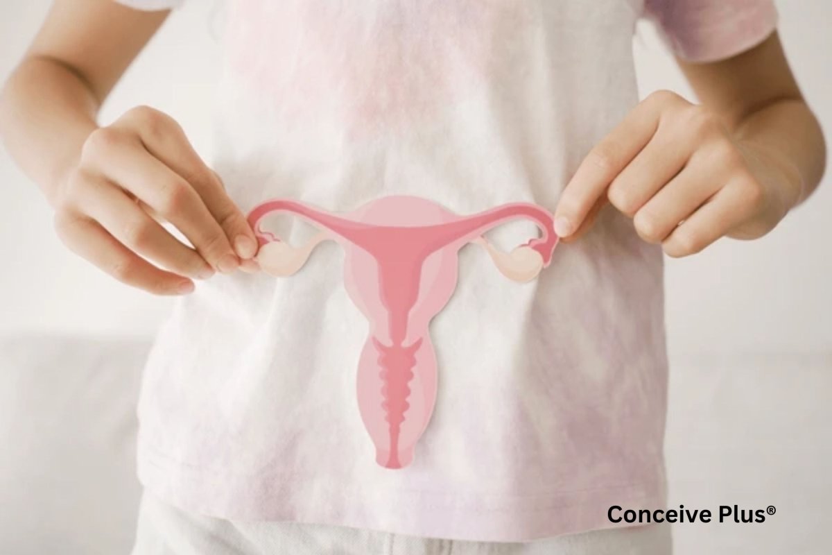 A Clear Picture of Womb and Uterus in Pregnancy - Conceive Plus®