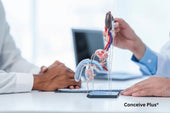 Anatomy of Male Groin Area: Muscles, Functions, and Conditions - Conceive Plus®