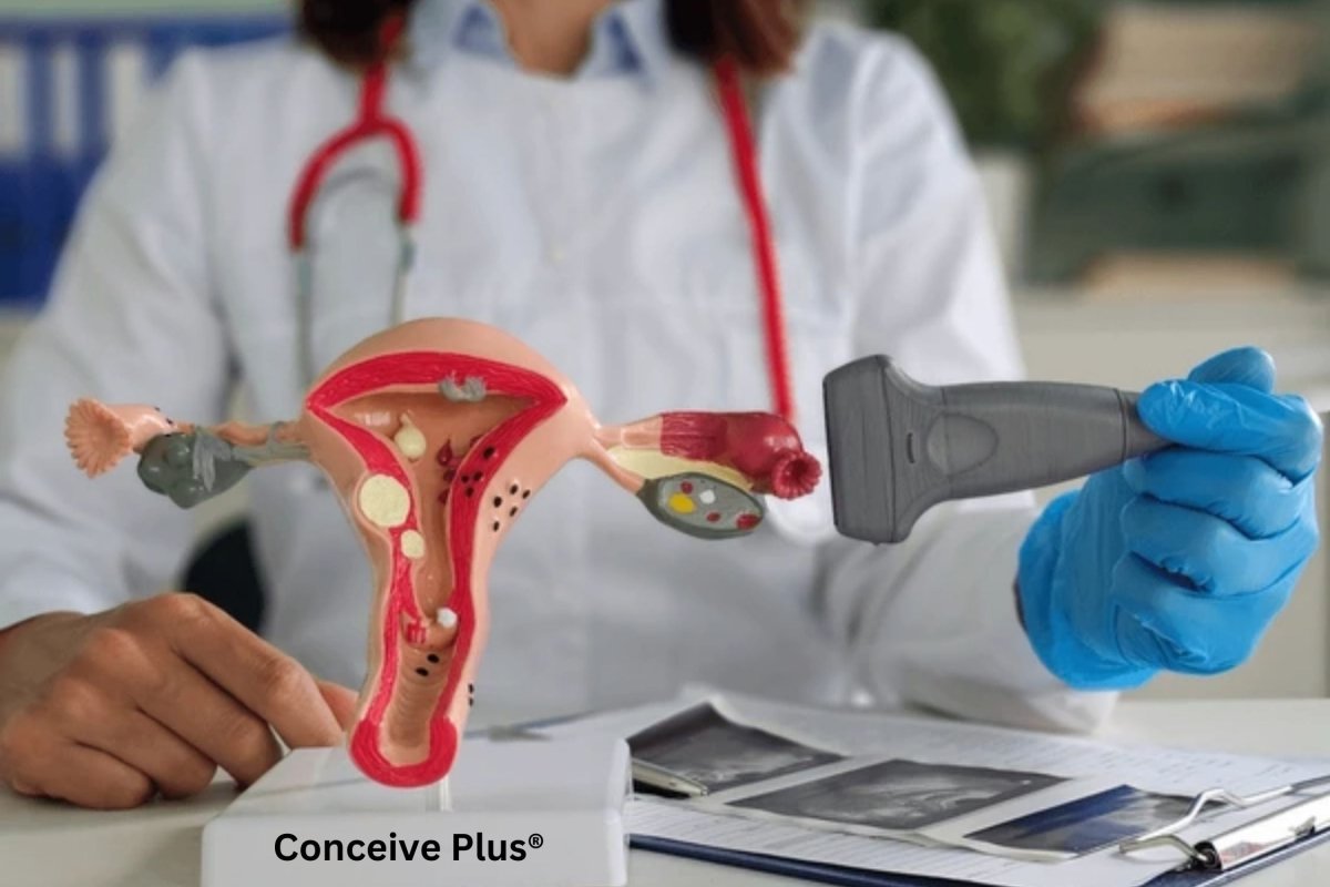 Anteverted vs Retroverted Uterus: Understanding Uterine Positions - Conceive Plus®