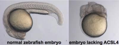 Fatty acids crucial to embryonic development - Conceive Plus®