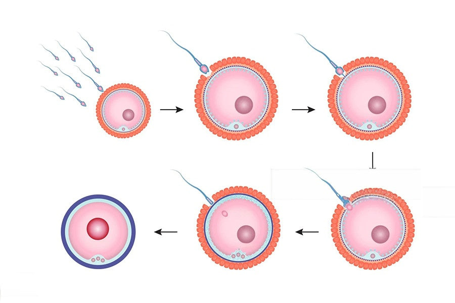 How Are Eggs Fertilized and What Happens During Fertilization