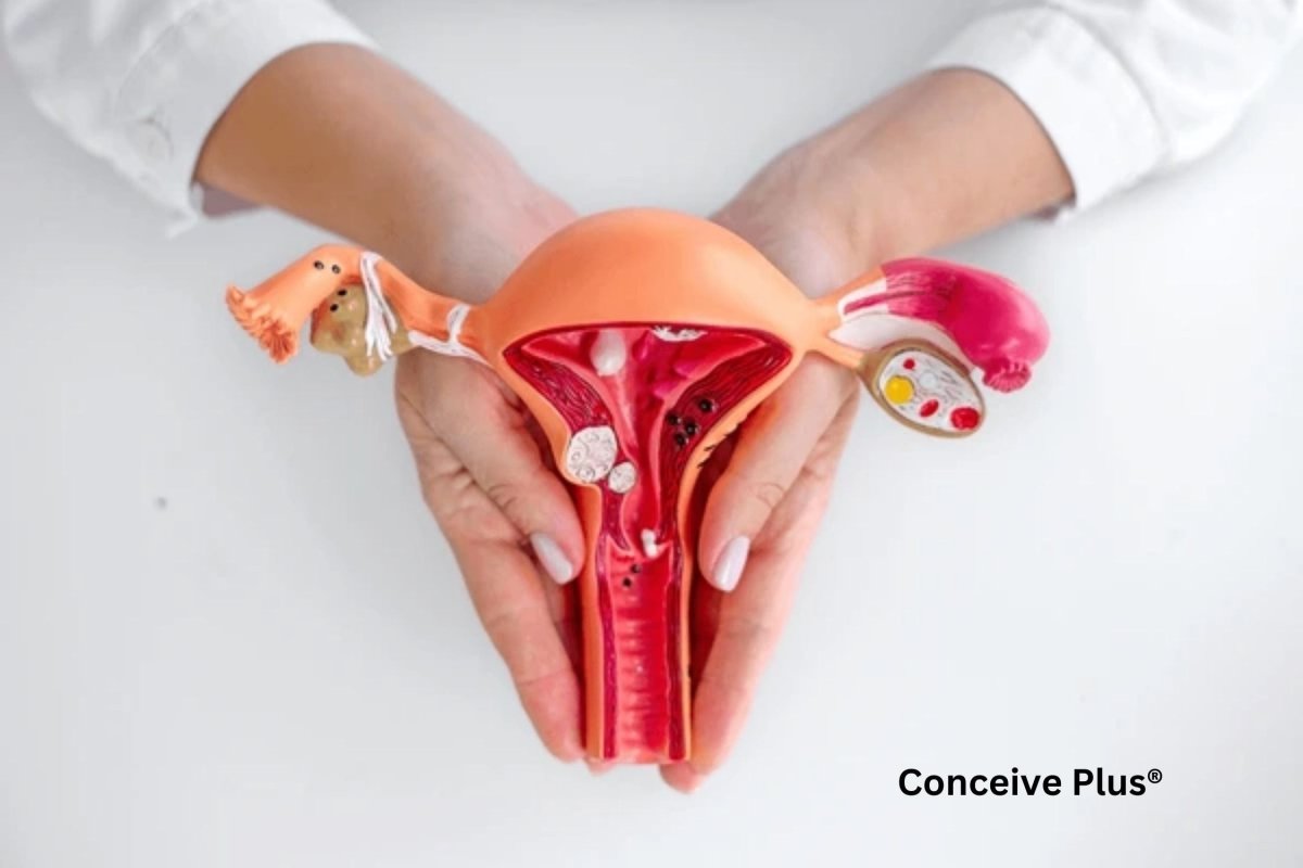 Uterus and Cervix: Anatomy, Role, and Importance - Conceive Plus®