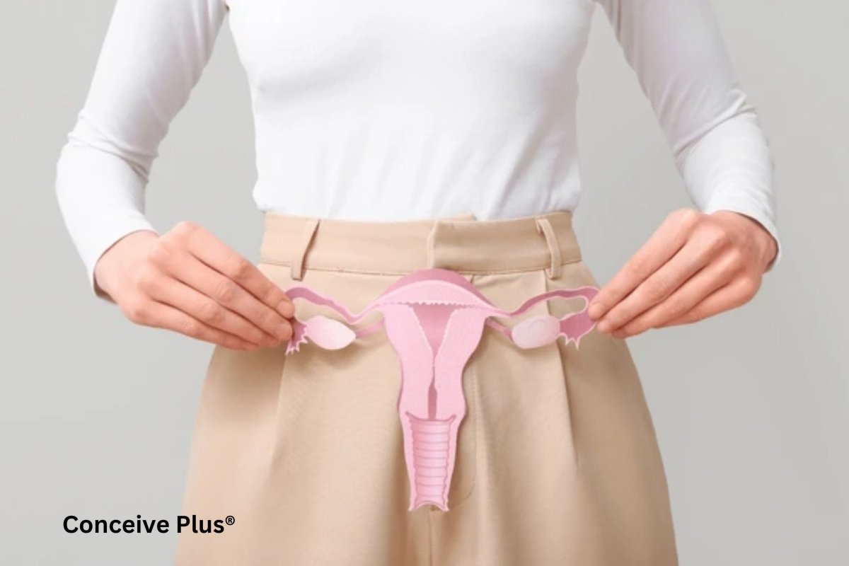 Weight of The Uterus: A Detailed Look at Uterine Dimensions and Mass - Conceive Plus®