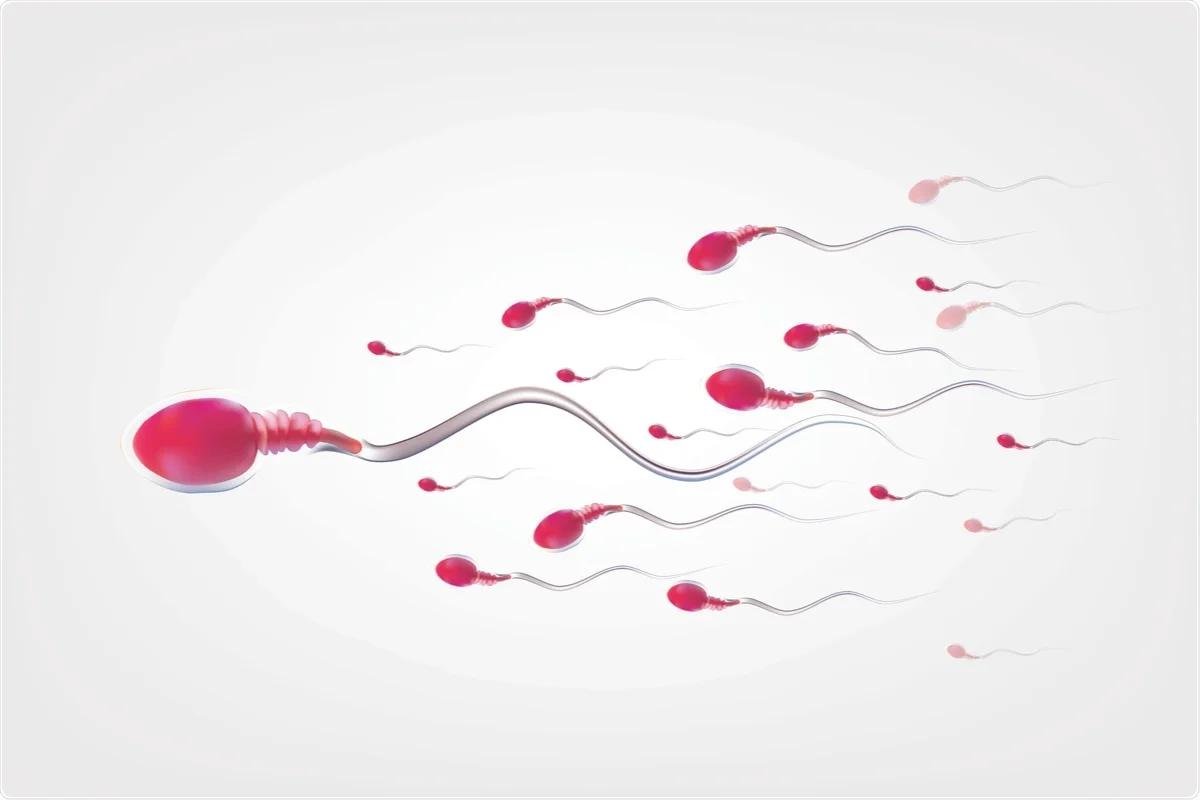 What Are Male Reproductive Cells Called? - Conceive Plus®