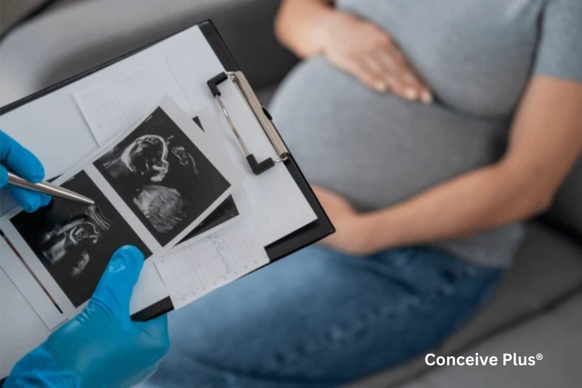 What Does Gestation Mean in Depth: The Biological Journey from Conception to Birth - Conceive Plus®